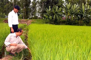 Ông Danh Văn Dưỡng (thị trấn Óc Eo, huyện Thoại Sơn, An Giang) kiểm tra giống gieo sạ HNOE - "viên hồng ngọc" trên vùng đất Phù Nam xưa.