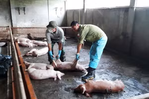 Lợn nhiễm dịch tả châu Phi bị chết, ở xã Bản Lầu (Lào Cai).