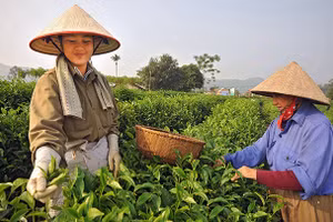 Thu hoạch chè ở xã Tân Cương (TP Thái Nguyên). Ảnh: ANH MINH