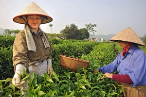 Thu hoạch chè ở xã Tân Cương (TP Thái Nguyên). Ảnh: ANH MINH