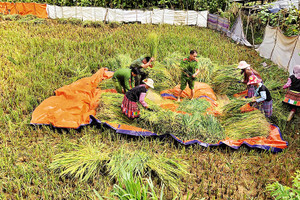 Lóng Luông, chuyển mình sau bão dữ 