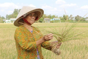 Hạn, mặn đã làm 2.100 ha lúa bị giảm năng suất và mất trắng.