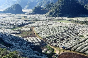 Mùa hoa mận Phiêng Cành, huyện Mộc Châu (Sơn La).
