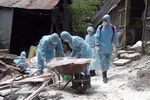 Thu gom lợn bệnh, tiêu hủy và tiêu độc, khử trùng nơi xảy ra DTLCP ở Long An. 