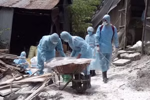 Thu gom lợn bệnh, tiêu hủy và tiêu độc, khử trùng nơi xảy ra DTLCP ở Long An. 