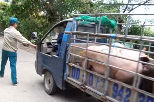 Trong ngày 23-5, thương lái vẫn thu gom, vận chuyển lợn ở trong vùng có dịch