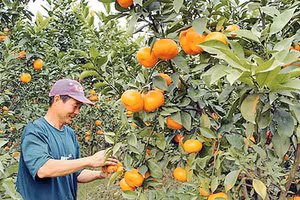 Sản phẩm cam đường của xã Kim An, huyện Thanh Oai được một số chuỗi cửa hàng kinh doanh nông sản sạch và siêu thị ký hợp đồng tiêu thụ sản phẩm. Ảnh: THÁI HIỀN