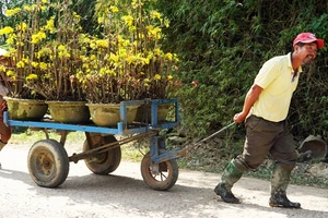 Người dân vận chuyển mai đi tiêu thụ trong các dịp xuân về. Ảnh: TRẦN HOA KHÁ 