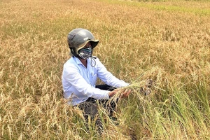 Nhiều diện tích lúa nước trên địa bàn huyện Ea Kar (Đắk Lắk) đã bị mất trắng.