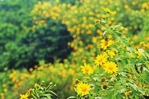 Hoa dã quỳ ở Đà Lạt.