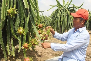 Cây thanh long giúp nhiều người dân Gò Công đổi đời, đón Tết sung túc.