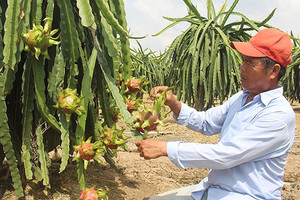 “Bén duyên” đất Gò Công