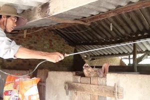 Phun thuốc tiêu độc khử trùng tại các hộ chăn nuôi.