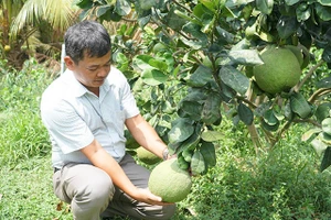 Mô hình chuyển đổi trồng cây có múi hiệu quả tại tỉnh Sóc Trăng.