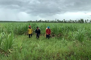 Người trồng mía đang thấp thỏm trước biến động giá mía đường niên vụ 2019-2020.