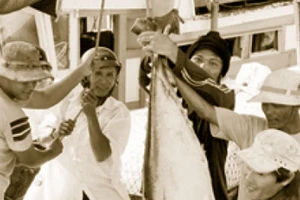 Niềm vui được mùa cá.