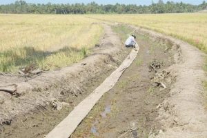 Bộ Nông nghiệp và Phát triển nông thôn đề nghị kinh phí hỗ trợ các chi phí khắc phục hạn hán, xâm nhập mặn năm 2020 là 515,3 tỷ đồng.