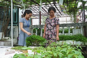 Vườn trên gác đủ cho nhiều nhà có rau sạch đón Tết.