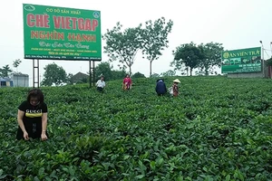 Vùng chè đặc sản Tân Cương ngày càng thu hút nhiều khách du lịch.