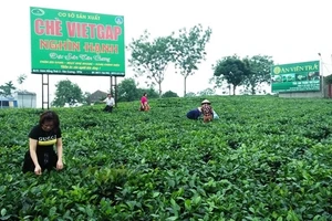 Khách du lịch thăm vùng chè đặc sản Tân Cương.