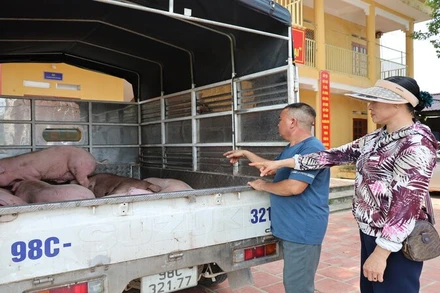 Chính quyền xã Phú Bình xử lý người điều khiển ô-tô biển kiểm soát 98C-321.77 vận chuyển lợn mắc dịch tả châu Phi bệnh đi tiêu thụ.