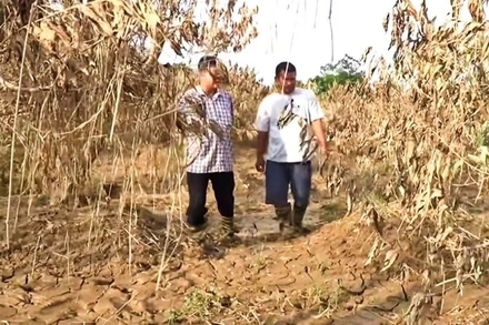 Vùng đào Cam Giá thiệt hại rất lớn sau lũ lụt lịch sử do bão số 11 gây ra.