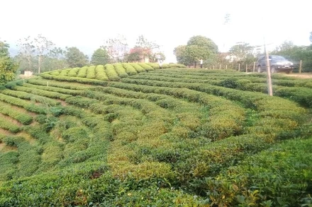 Xã Vô Tranh có những tiểu vùng chè ngon nổi tiếng, được người tiêu dùng ưa chuộng.