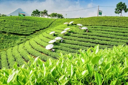 Thái Nguyên có nhiều vùng chè trùng điệp, đẹp mắt, tiềm năng lớn để phát triển du lịch cộng đồng.