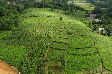 Với diện tích vùng trồng lớn, những năm qua cây chè mang lại thu nhập ổn định cho người dân Lào Cai.