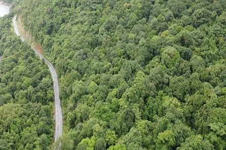 Vị trí được chọn làm nhà máy xử lý rác Côn Đảo nằm ở khu vực có rừng đặc dụng.