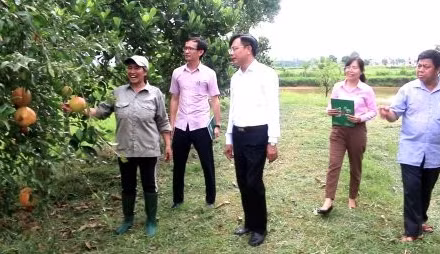 Mô hình trồng trọt, phát triển kinh tế từ vốn vay của ngân hàng chính sách xã hội.