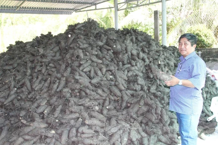 Thu hoạch khoai mỡ mang lại hiệu quả kinh tế, giúp nhiều hộ dân xã Bình Phước thoát nghèo.