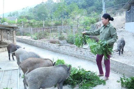 Nhiều hộ dân nỗ lực chăn nuôi, vươn lên làm giàu, thoát nghèo.