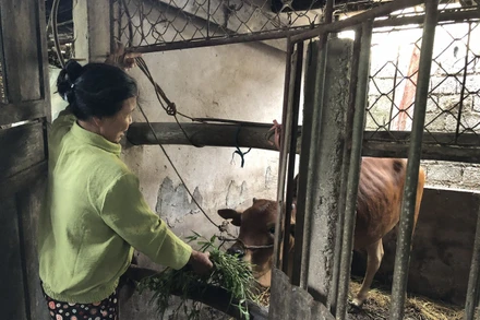 Mô hình sinh kế nuôi bê lai Sind giúp nhiều hộ thoát nghèo