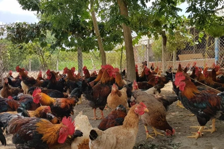 Mô hình nuôi gà giúp hộ dân thoát nghèo.