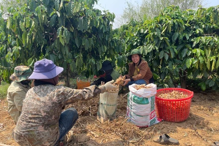 Mô hình trồng gừng sẻ giúp nhiều người dân xã Đăk Tô có thu nhập ổn định, thoát nghèo