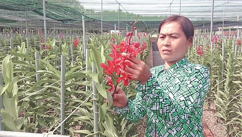 Chăm sóc hoa lan tại trang trại Huyền Thoại, xã An Nhơn Tây, Củ Chi. 