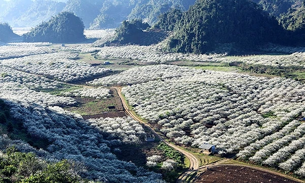 Mùa hoa mận Phiêng Cành, huyện Mộc Châu (Sơn La).