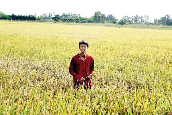 Võ Tiếng giữa đồng lúa Tâm Việt ở Hồng Ngự (Đồng Tháp).