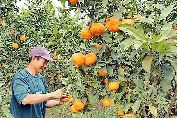 Sản phẩm cam đường của xã Kim An, huyện Thanh Oai được một số chuỗi cửa hàng kinh doanh nông sản sạch và siêu thị ký hợp đồng tiêu thụ sản phẩm. Ảnh: THÁI HIỀN