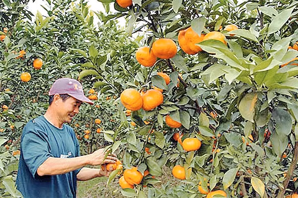 Sản phẩm cam đường của xã Kim An, huyện Thanh Oai được một số chuỗi cửa hàng kinh doanh nông sản sạch và siêu thị ký hợp đồng tiêu thụ sản phẩm. Ảnh: THÁI HIỀN