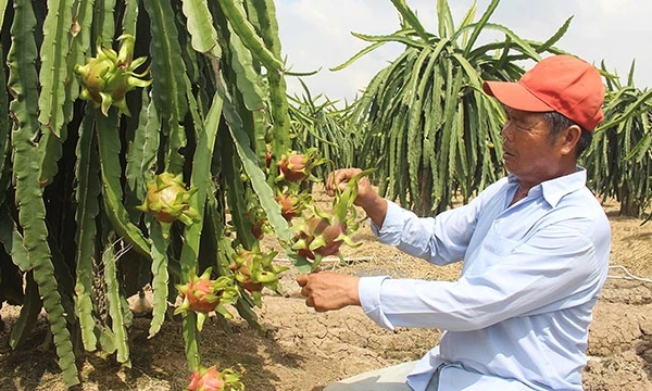 Cây thanh long giúp nhiều người dân Gò Công đổi đời, đón Tết sung túc.