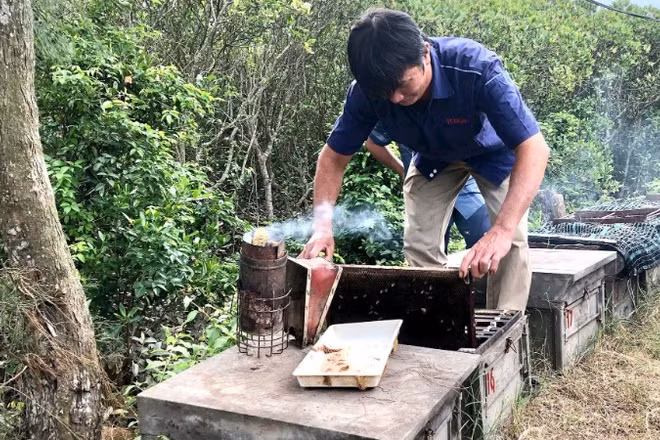 Anh Phạm Thanh Sơn, tỉnh Ninh Bình kiểm tra đàn ong lấy mật nuôi tại Vườn quốc gia Xuân Thủy.