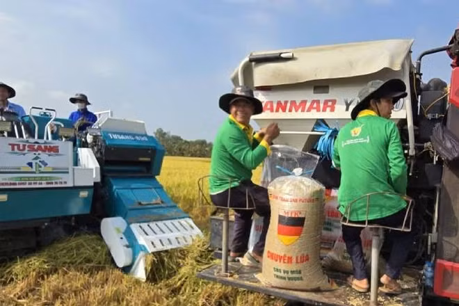 Công nghệ góp phần nâng cao chuỗi giá trị 1 triệu ha lúa phát thải thấp.
