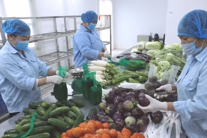 Sơ chế, đóng gói sản phẩm rau củ tại Hợp tác xã Dịch vụ nông nghiệp Văn Đức, xã Bát Tràng, thành phố Hà Nội. (Ảnh: TTXVN)
