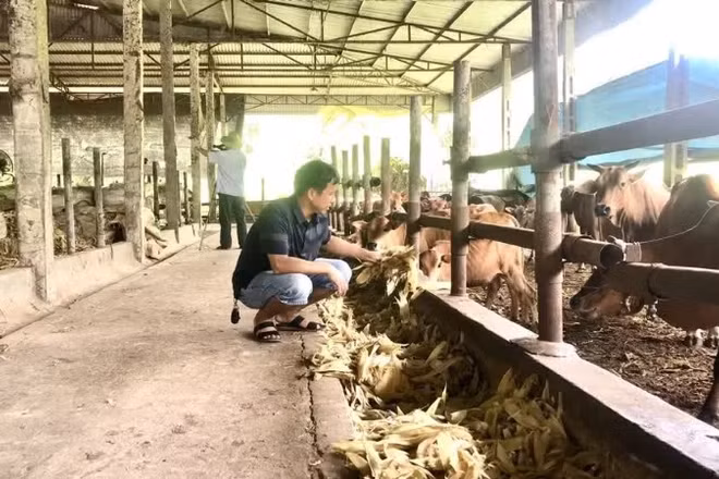 Chăn nuôi gia súc tại Hợp tác xã nông nghiệp công nghệ cao Tiến Thành, tỉnh Tuyên Quang. 