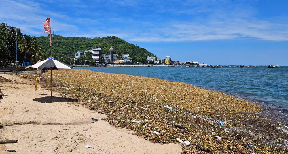 Lục bình và rác thải đại dương tấp vào bãi trước, Vũng Tàu tháng 6/2025.