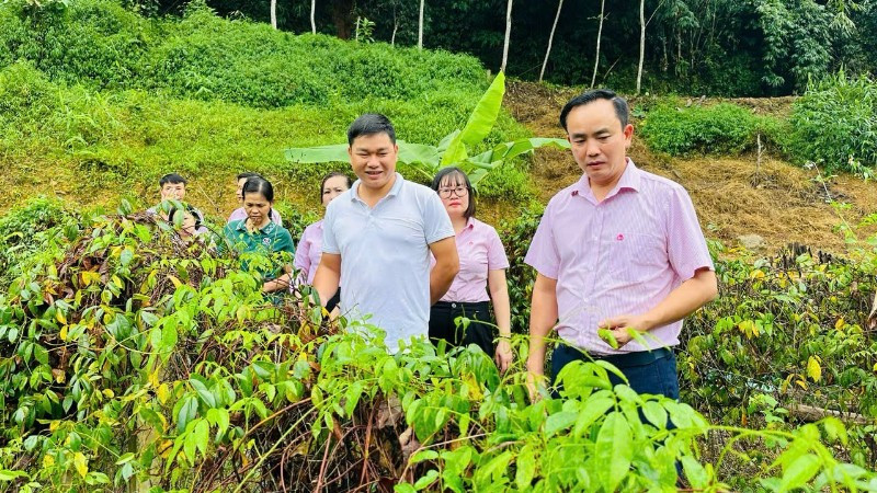 Ngân hàng chính sách xã hội chi nhánh tỉnh Thái Nguyên kiểm tra việc sử dụng vốn vay đầu tư trồng sâm nam Núi Dành tại xã Chợ Đồn. (Ảnh: NÔNG ĐUỔNG)