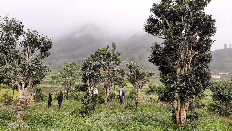 Vùng chè Shan tuyết tại xã Đồng Phúc, tỉnh Thái Nguyên. (Ảnh: TUẤN SƠN).