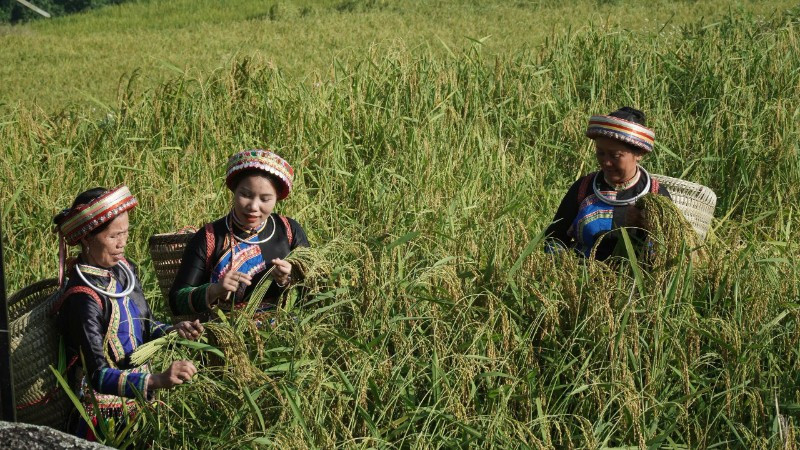 Thu hoạch lúa nếp Tài ở thôn Phiêng Phàng, xã Thượng Minh. (Ảnh: TUẤN SƠN)